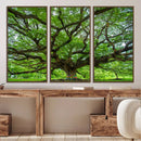 Oak Tree Wall Art Print, Forest Canvas Wall Art for Home and