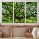 Oak Tree Wall Art Print, Forest Canvas Wall Art for Home and