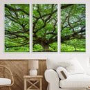 Oak Tree Wall Art Print, Forest Canvas Wall Art for Home and