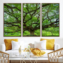 Oak Tree Wall Art Print, Forest Canvas Wall Art for Home and