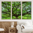 Oak Tree Wall Art Print, Forest Canvas Wall Art for Home and