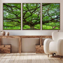 Oak Tree Wall Art Print, Forest Canvas Wall Art for Home and