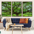 Oak Tree Wall Art Print, Forest Canvas Wall Art for Home and