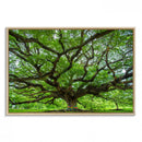Oak Tree Wall Art Print, Forest Canvas Wall Art for Home and