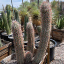 Old Man of the Andes Cactus by The Cactus Outlet