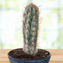 Old Man of the Andes Cactus