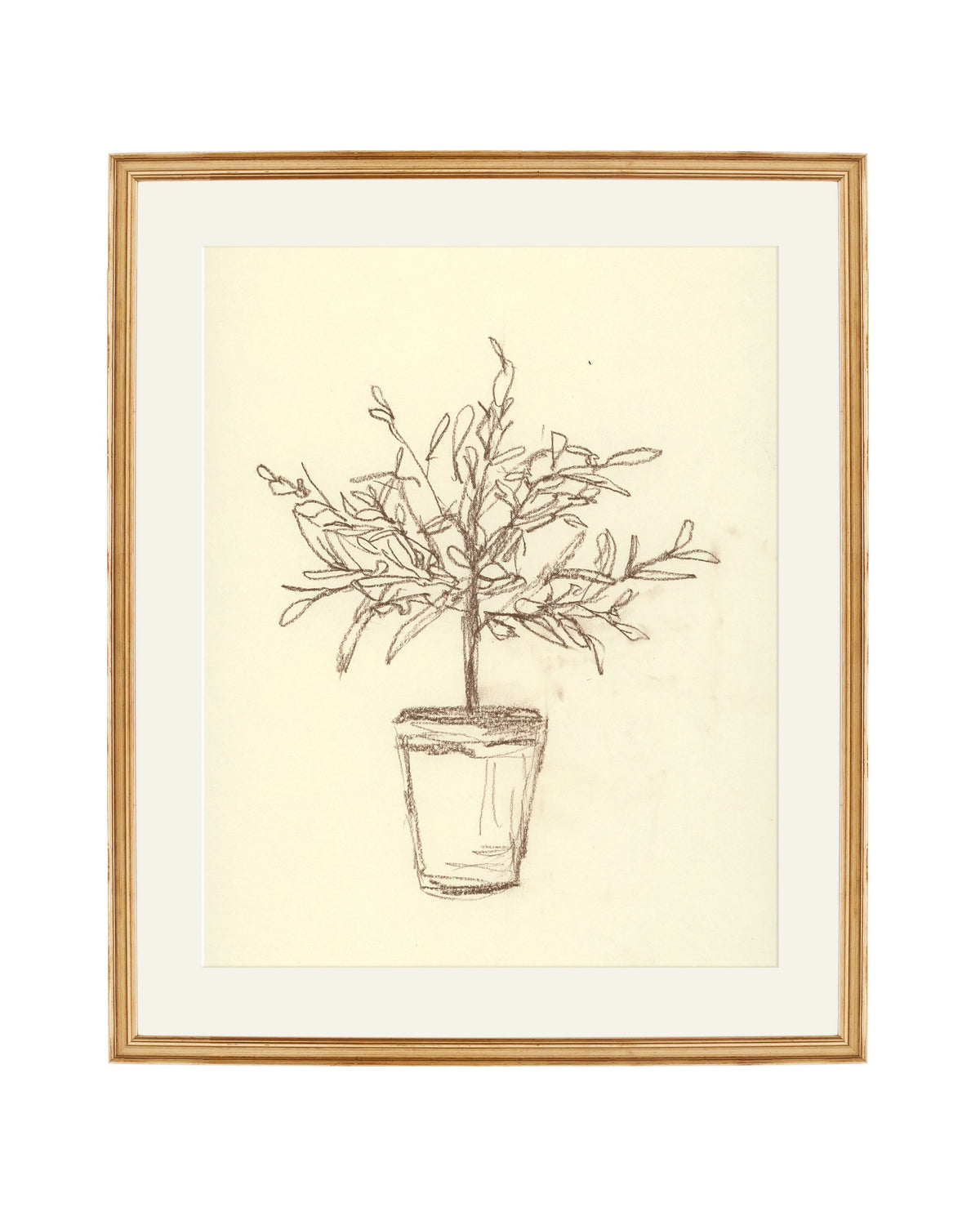 Olive Tree Sketch