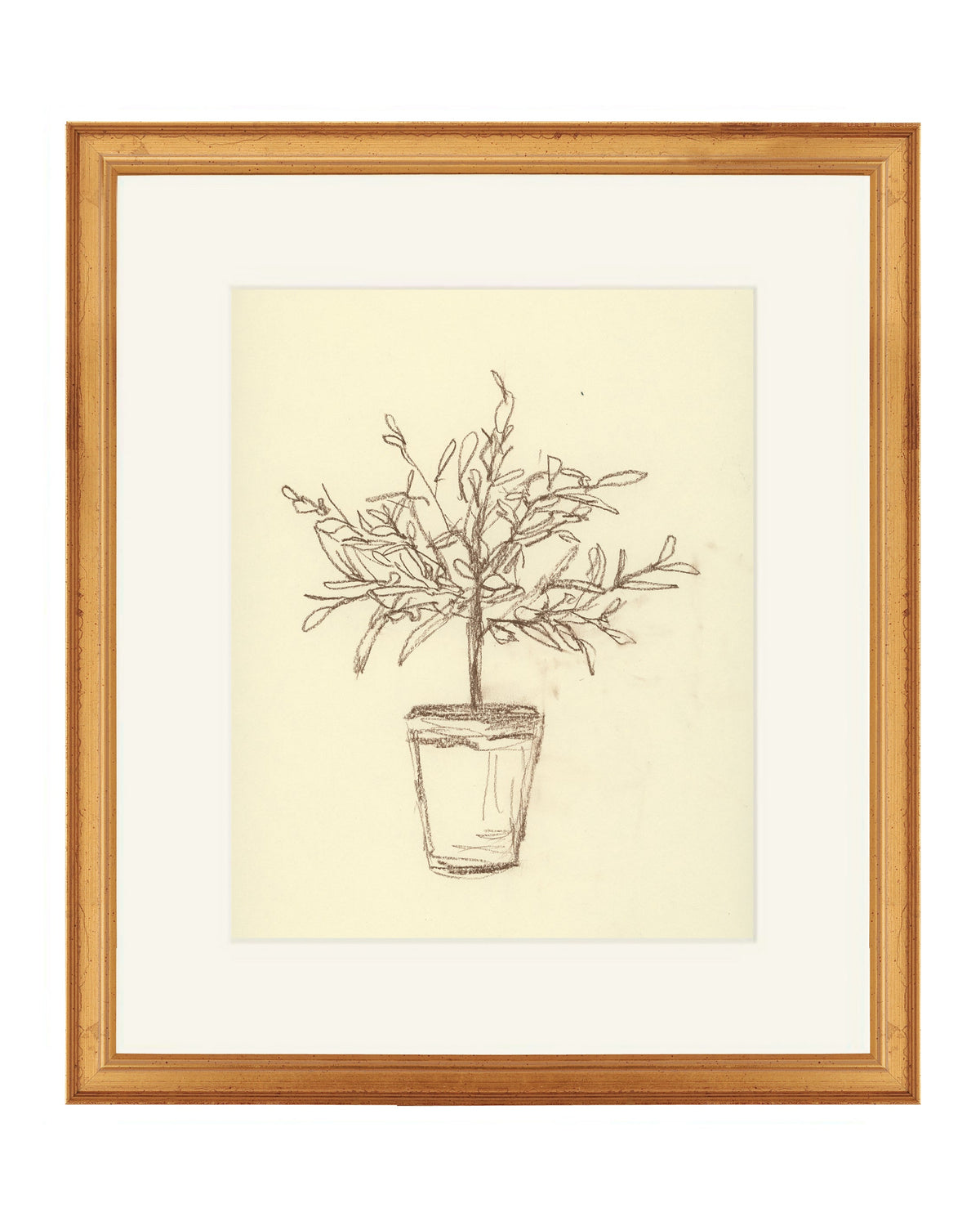 Olive Tree Sketch, photo 4 of 12