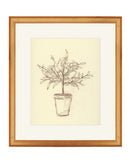 Olive Tree Sketch