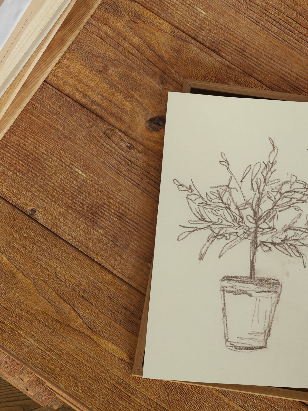 Olive Tree Sketch, close-up of the surface