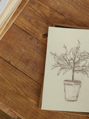 Olive Tree Sketch