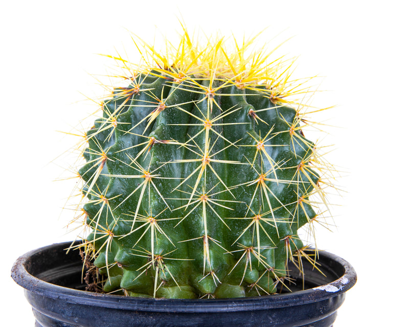 Golden Barrel Cactus