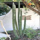 Organ Pipe Cactus by The Cactus Outlet