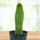 Organ Pipe Cactus by The Cactus Outlet