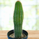 Organ Pipe Cactus by The Cactus Outlet