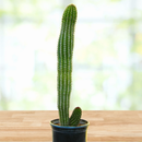 Organ Pipe Cactus by The Cactus Outlet