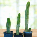 Organ Pipe Cactus by The Cactus Outlet