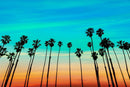 California SoCal Tropical Sunset Palm Trees Large Wall Mural.