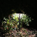 PLB02 Clear Lens Outdoor Garden Pathway Light | 12V Low Voltage Brass Path Light