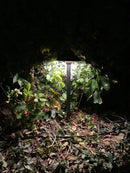 PLB02 Clear Lens Outdoor Garden Pathway Light | 12V Low Voltage Brass Path Light by Kings Outdoor Lighting