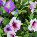 Lifelike Petunia Urn Filler