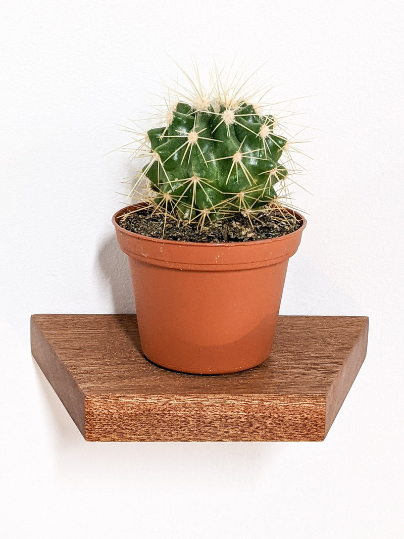 Small Trapezoid Display Shelf in Oak