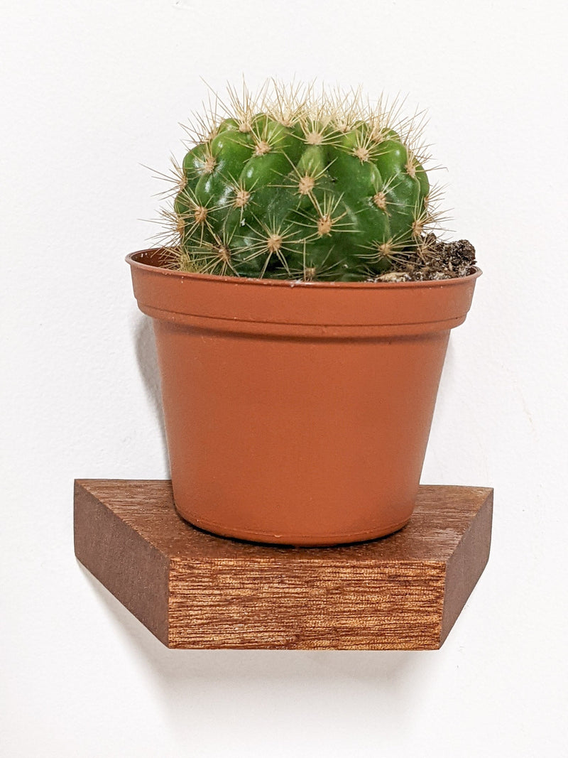 Small Trapezoid Display Shelf in Mahogany