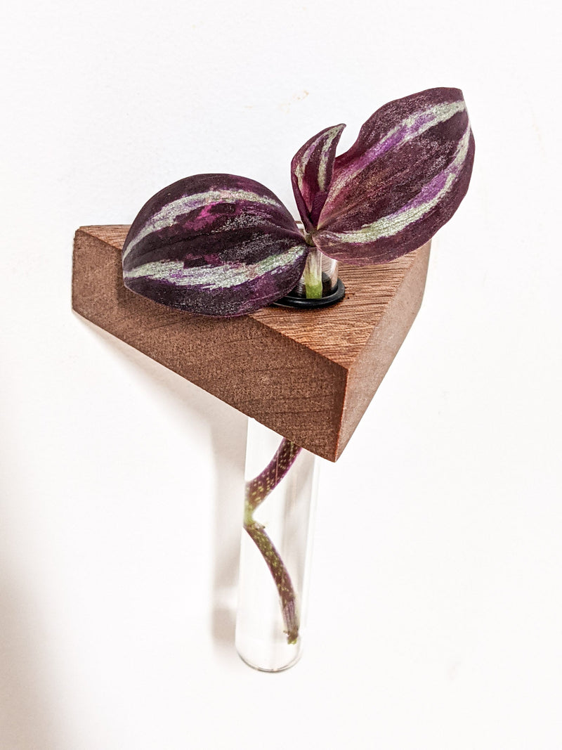 Triangle Propagation Station Shelf for Plant Cuttings