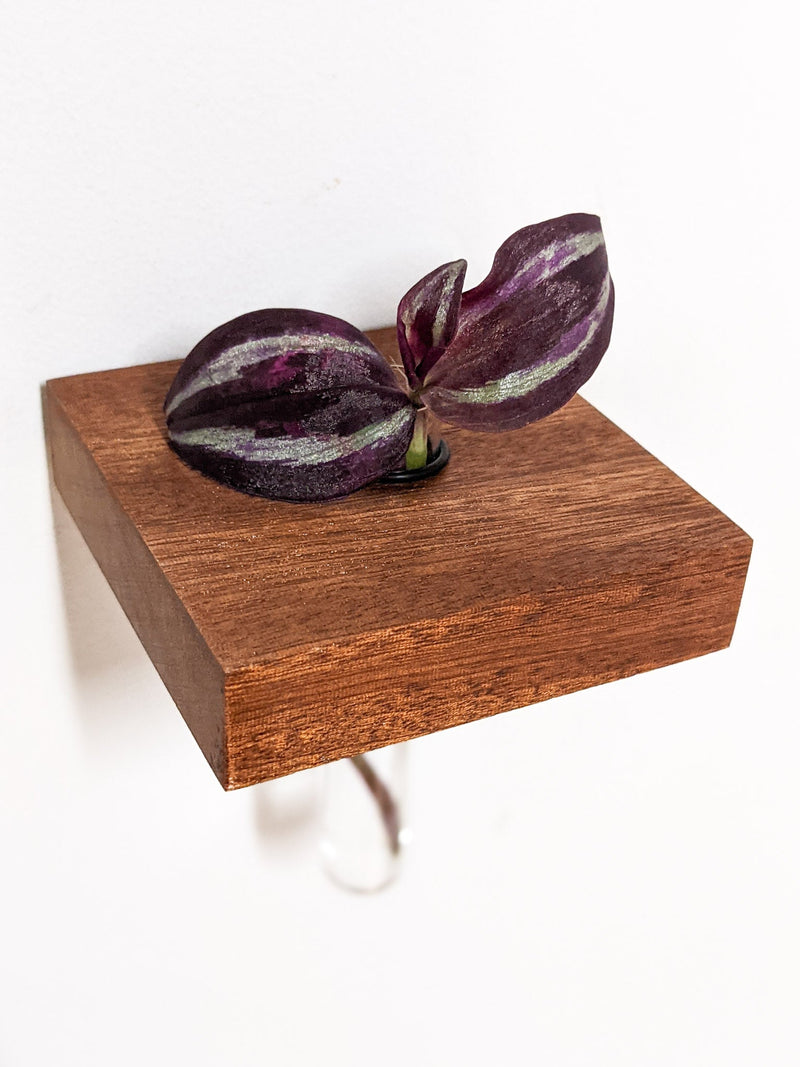 Square Propagation Station Shelf for Plant Cuttings
