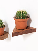 Small Triangle Display Shelf in Oak