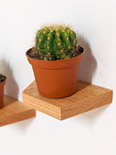 Small Trapezoid Display Shelf in Mahogany