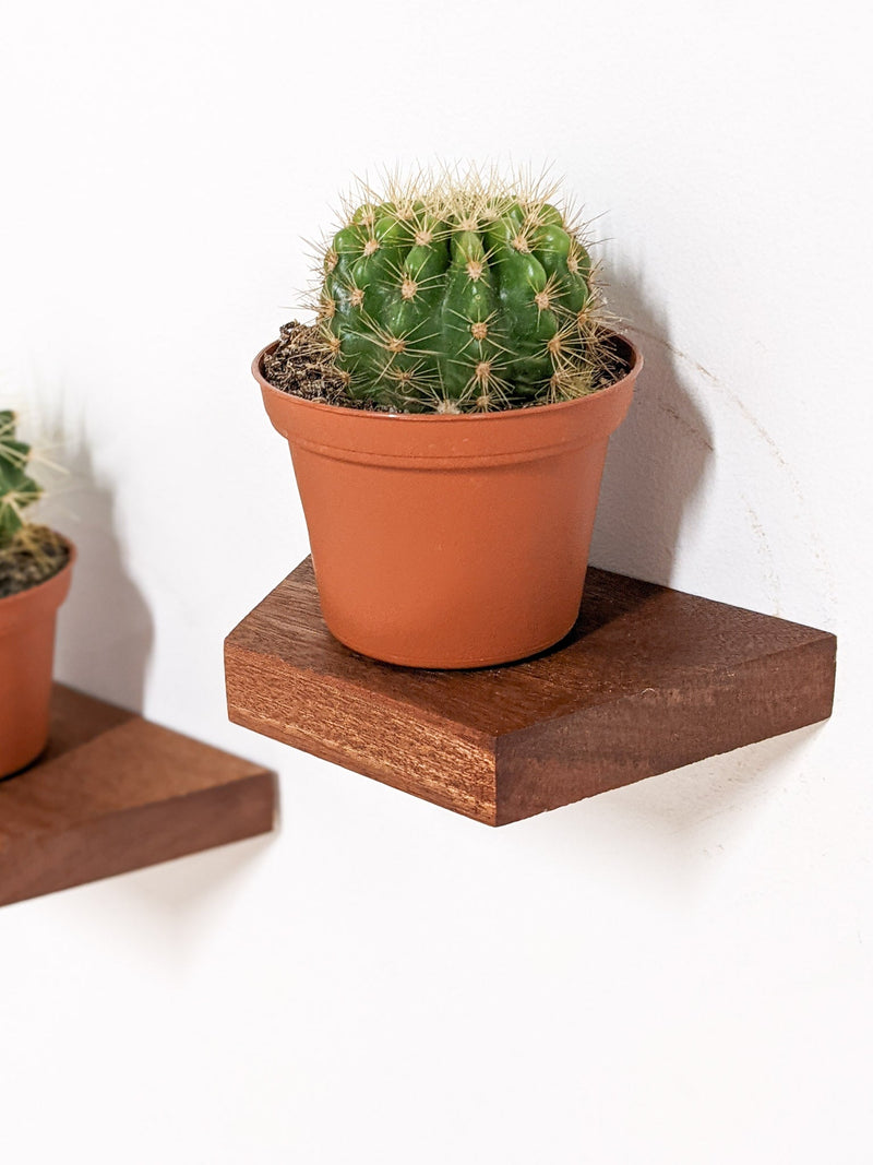 Small Trapezoid Display Shelf in Oak