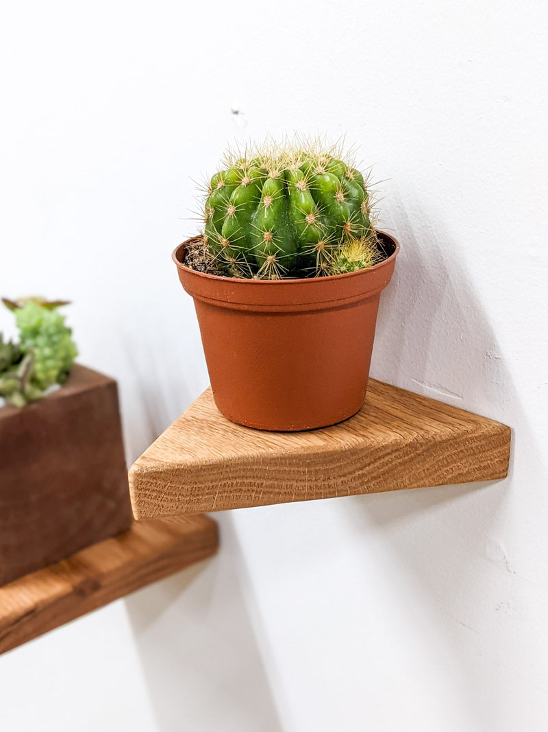 Small Triangle Display Shelf in Mahogany