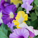 Lifelike Petunia Urn Filler