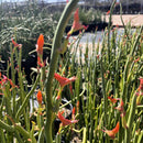 Pedilanthus Macrocarpus