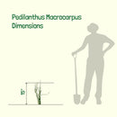 Pedilanthus Macrocarpus