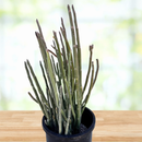 Pedilanthus Macrocarpus by The Cactus Outlet