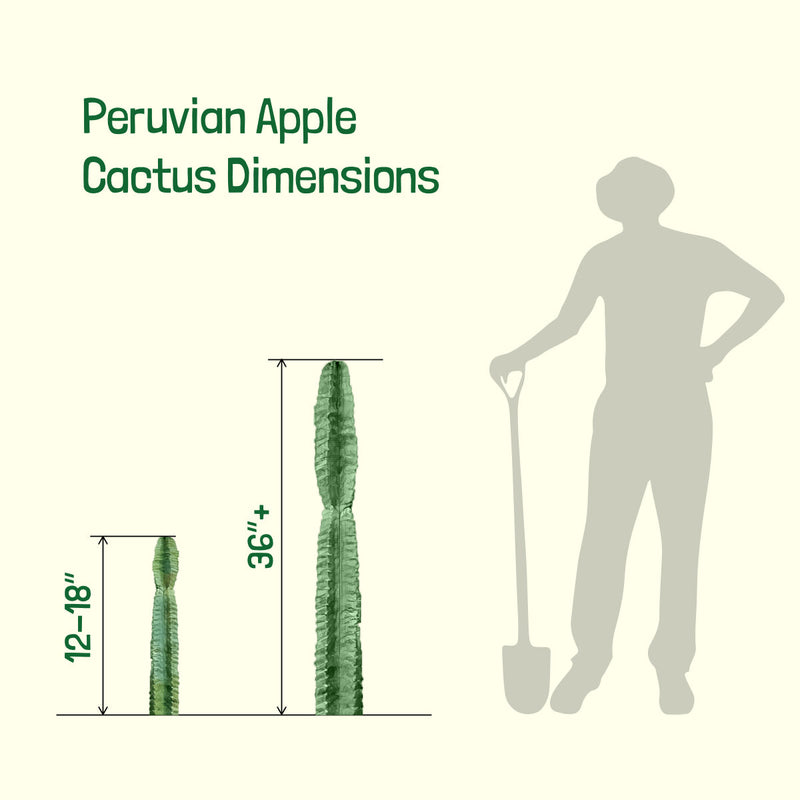 Peruvian Apple Cactus