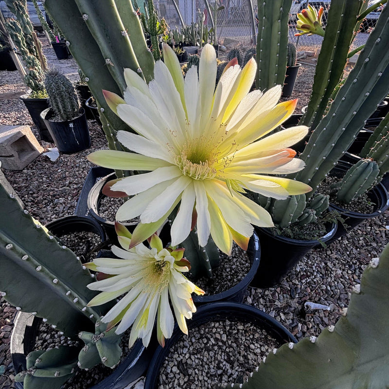 Peruvian Apple Cactus