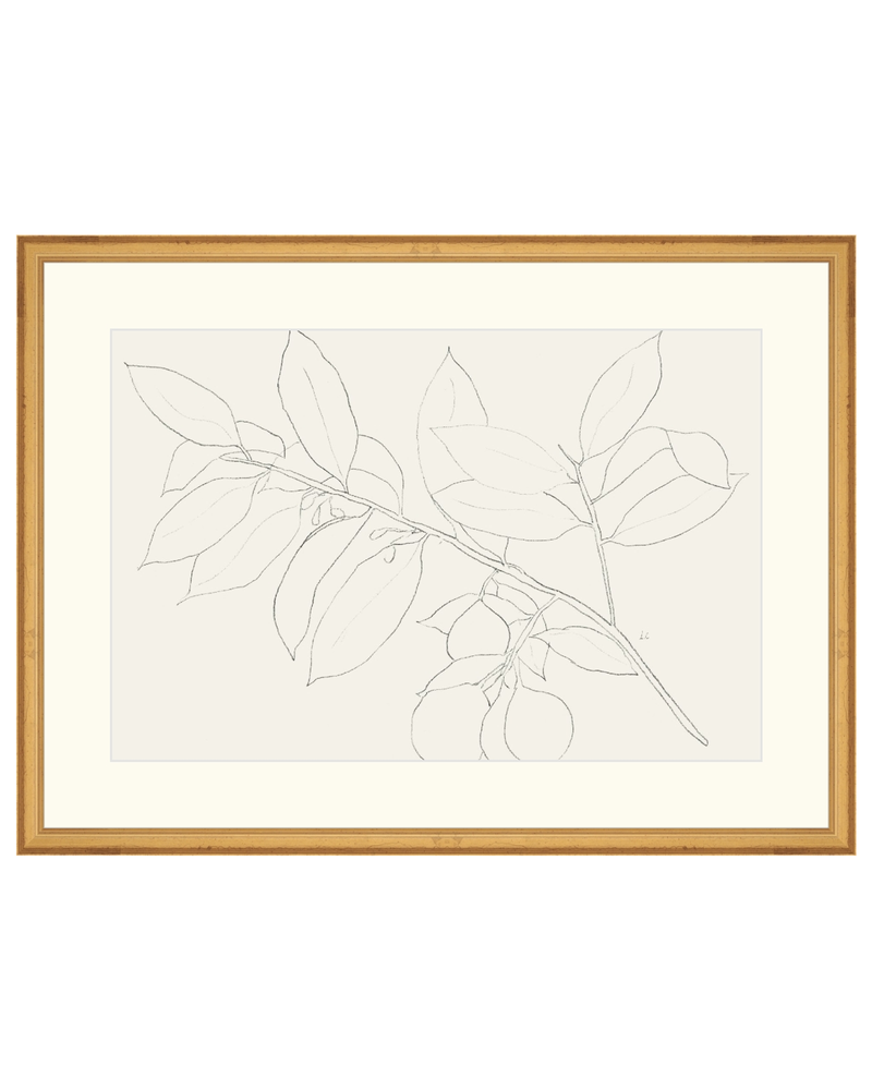 Lemon Branch Drawing