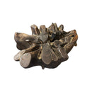 Rosewood Coffee Table (A)