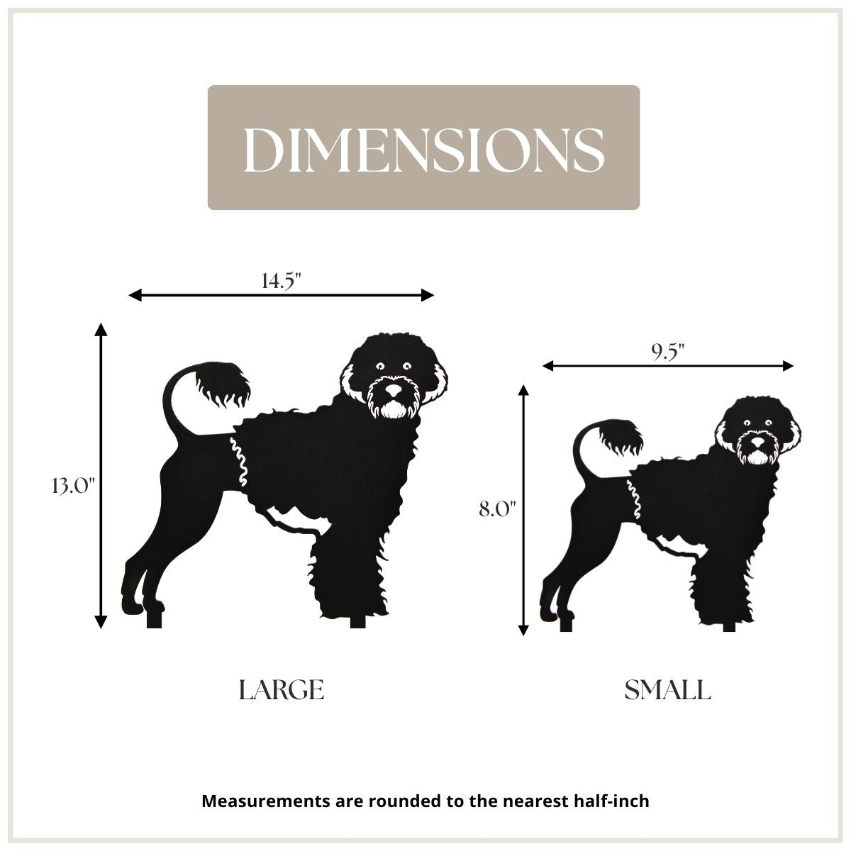 Portuguese Water Dog, photo 4 of 16