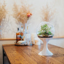 Atomic Space Age Terrarium by Potifiv