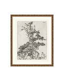 Pine Etchings 2