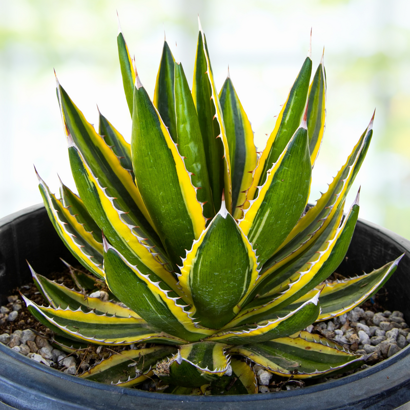 Agave Lophantha Quadricolor