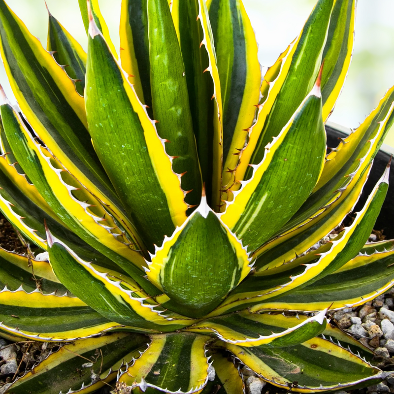Agave Lophantha Quadricolor