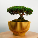 Bonsai Pot with Drainage & Tray