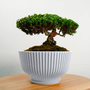 Bonsai Pot with Drainage & Tray