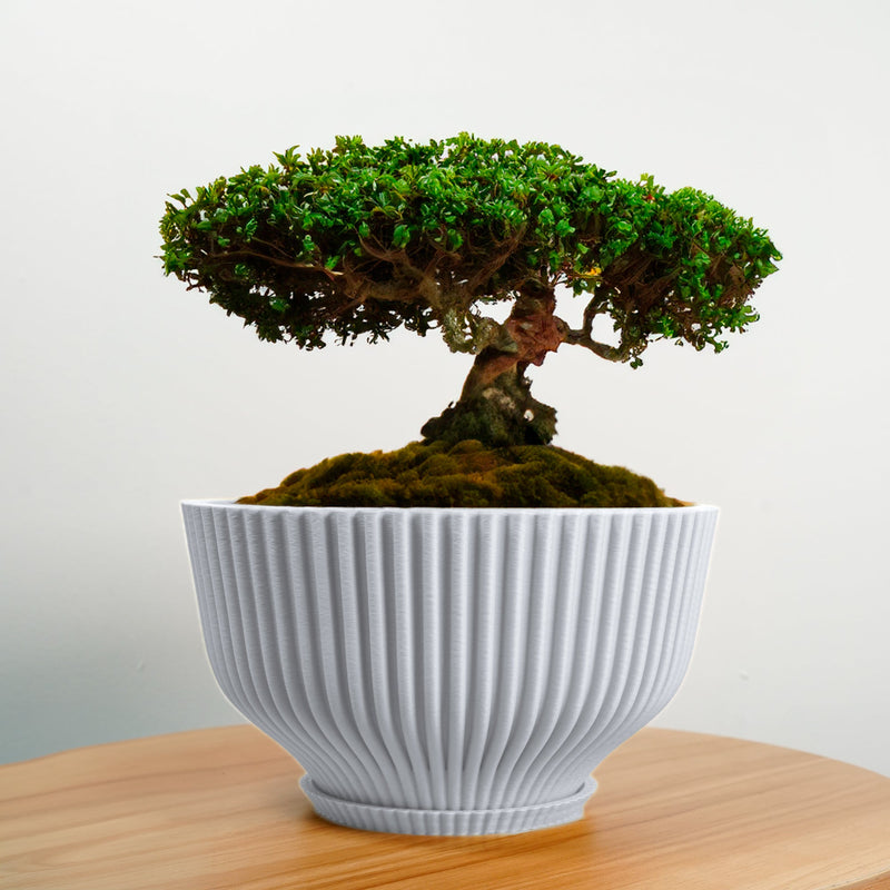 Bonsai Pot with Drainage & Tray