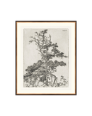 Pine Etchings 2